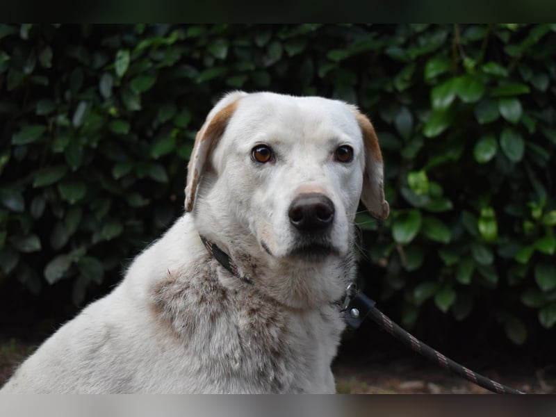 Ghemon - Notfall - Wie wenig kann ein Leben zählen?