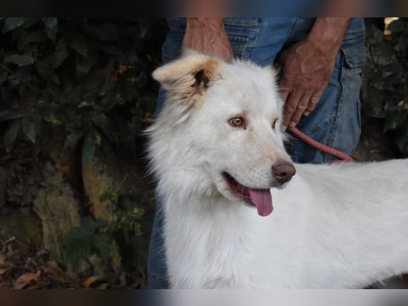 Roxanna - Die Ware Hund