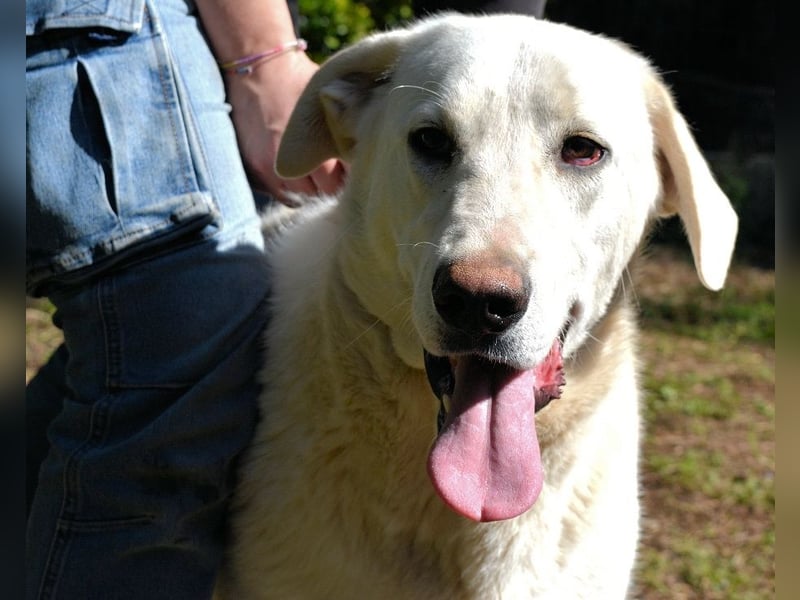 Scoutie - Ein riesiges Missverständnis!