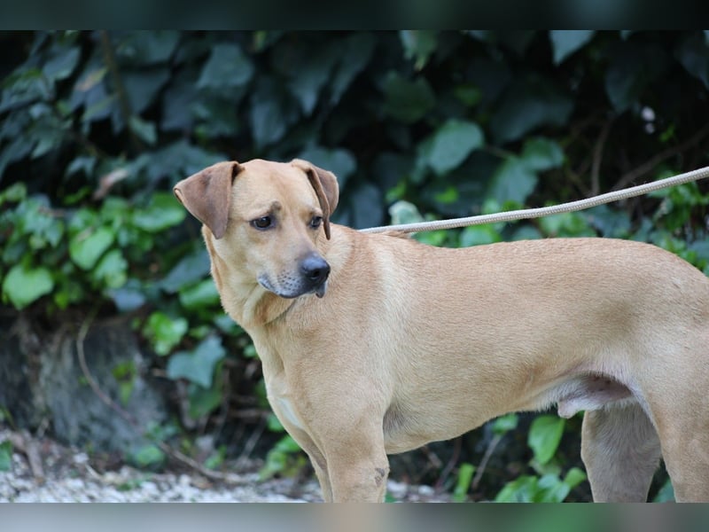 Jasper - Warten auf den einen Menschen