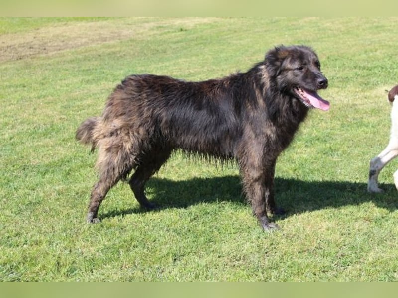 Nayra - unsere Süße