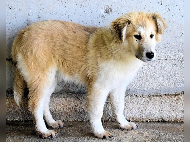 Lauritz - sucht seinen Platz im Leben