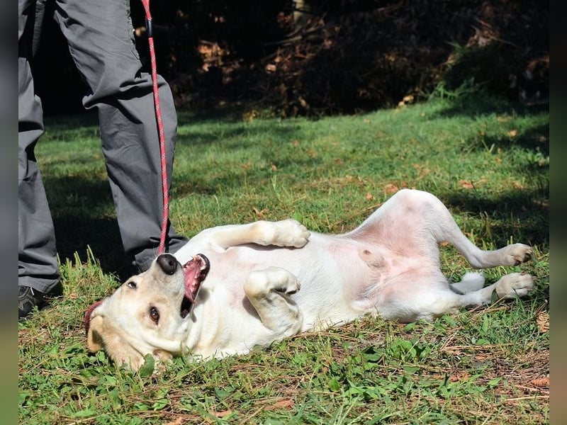 Hughie - macht ein Freundschaftsangebot