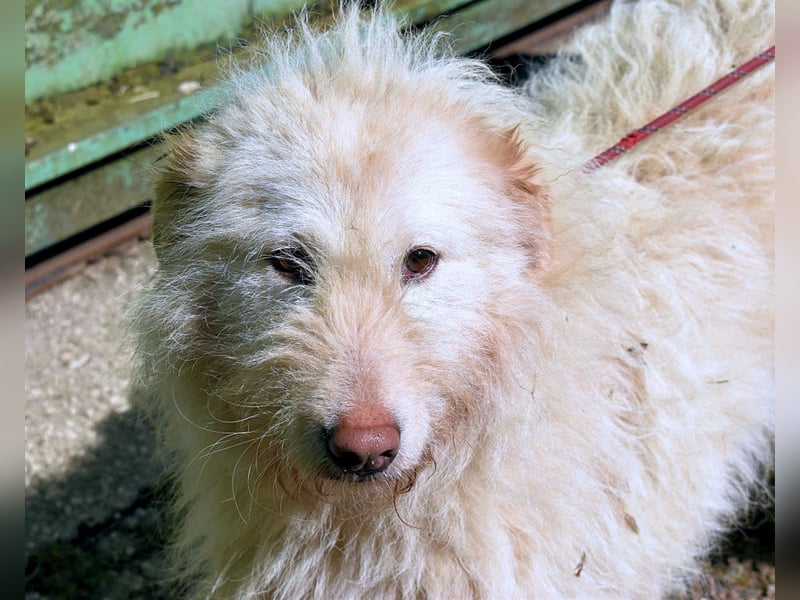 Lynnette - Power-Hündin sucht sportliches Zuhause