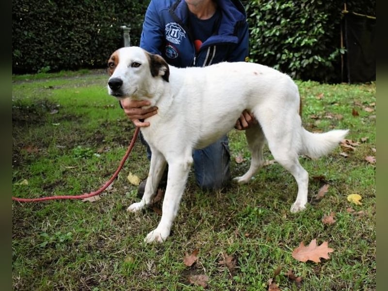Miah - wohn"haft" in einem Hundelager