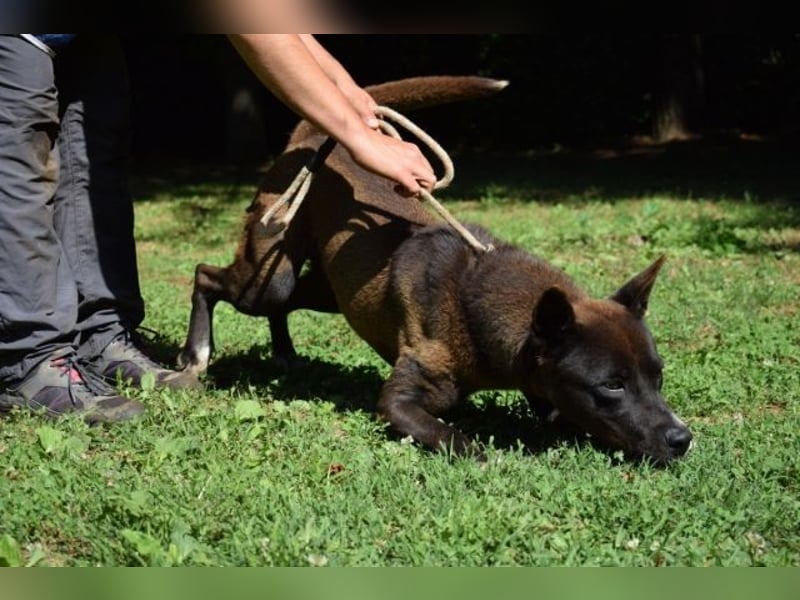 Chufo - ein Energiebündel
