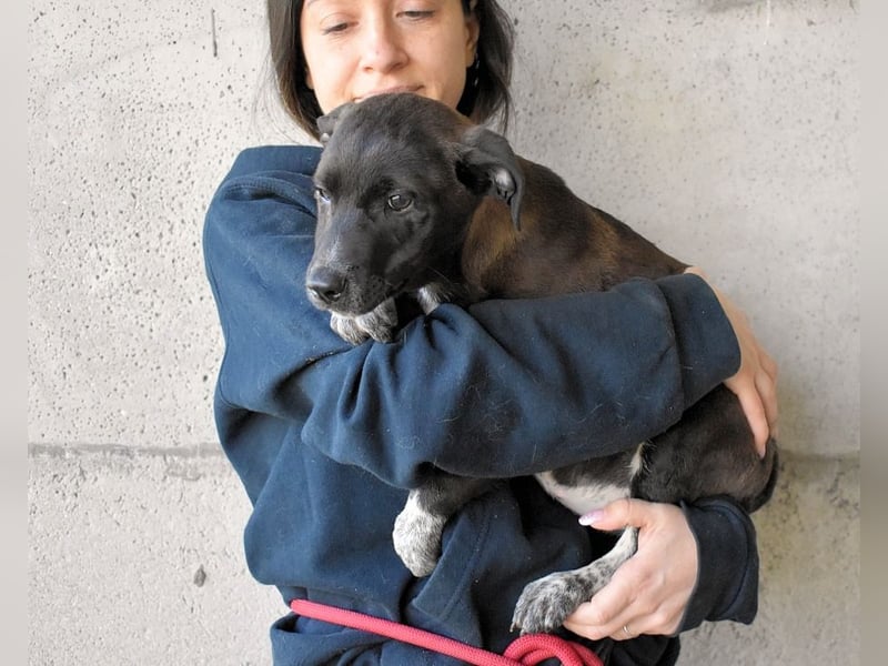 Marisca - NOTFALL - Dringend Zuhause gesucht - Es soll DEIN Leben werden