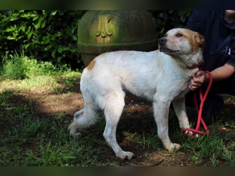 Zoilo - Z wie Zuckersüß und Zauberhaft