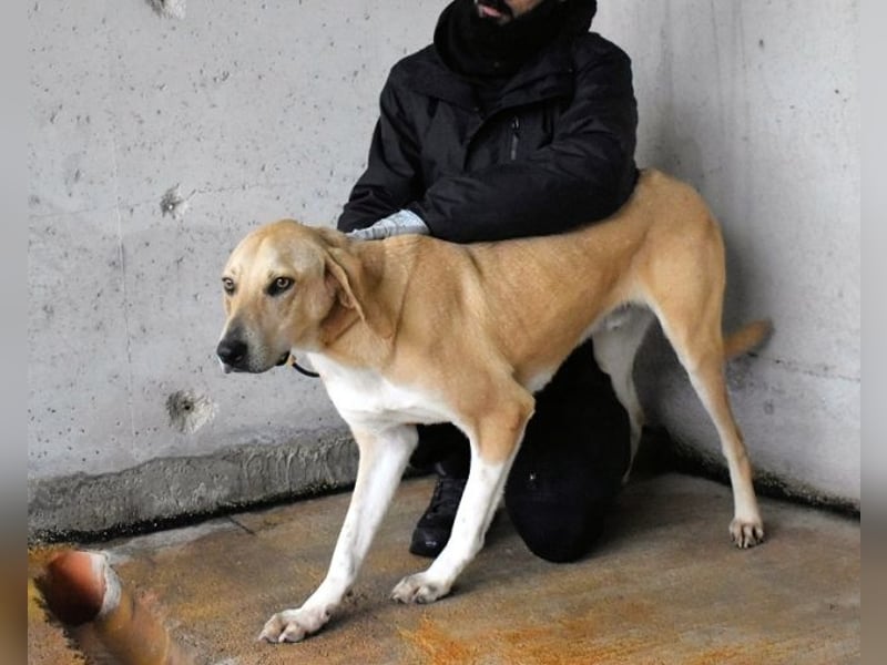 Wiper - Möchte die Welt im Sturm erobern