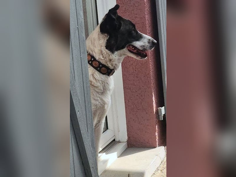 Fioretta - NOTFALL - 2. Lebensglück gesucht