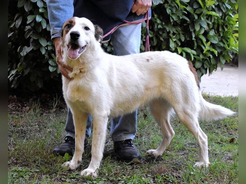 Miah - wohn"haft" in einem Hundelager