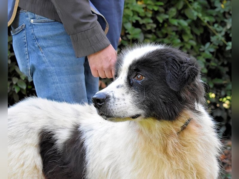 Puccie - unser liebes Mädchen...