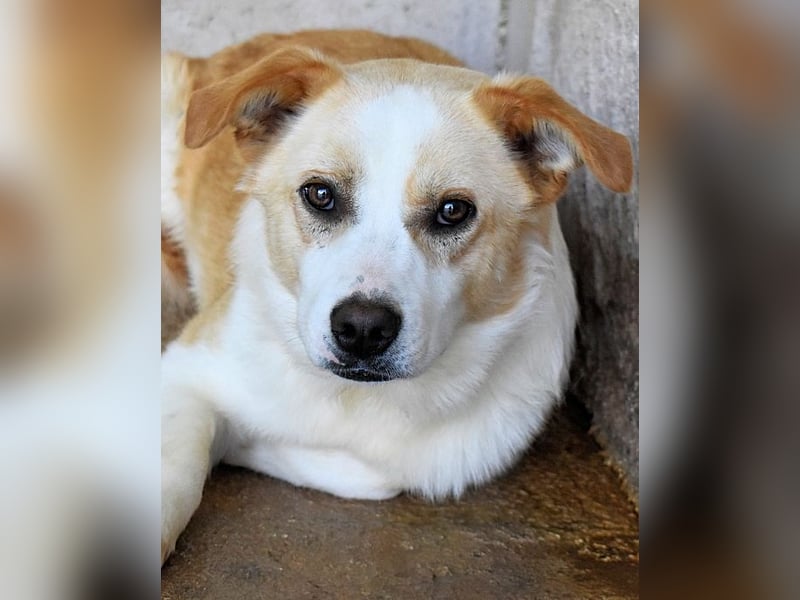 Simbad - Laute Fragen ? Leise Wünsche