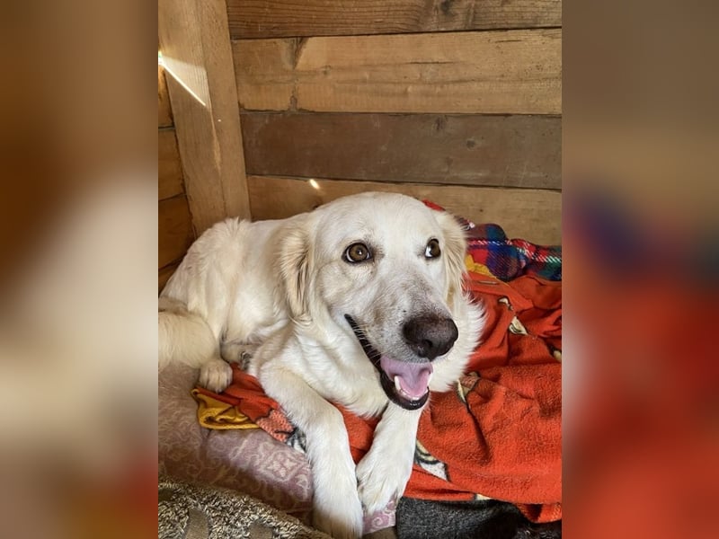 Idylle - Sanfte Hündin sucht Lieblingsmenschen