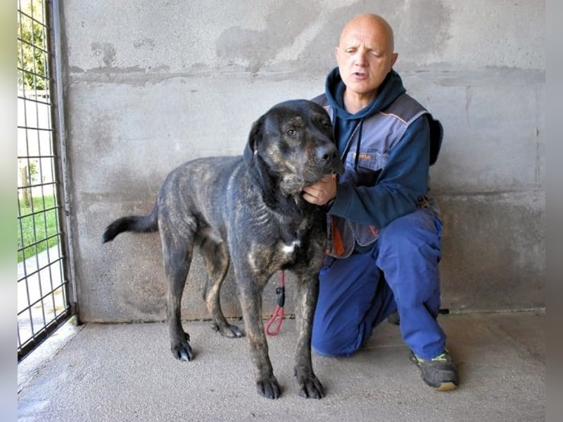 Rochus - Gestromte Liebe zu vergeben