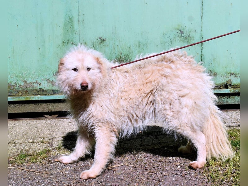 Lynnette - Power-Hündin sucht sportliches Zuhause
