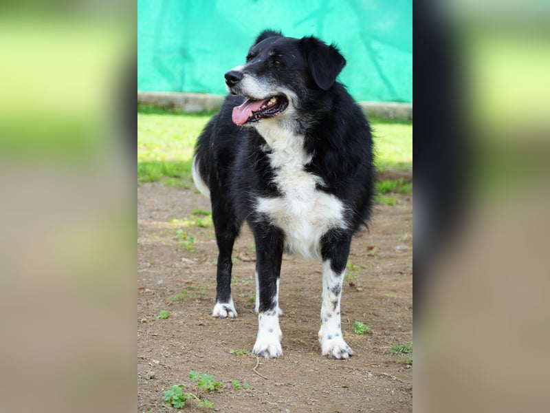 Carmine - Bereit für den Neustart