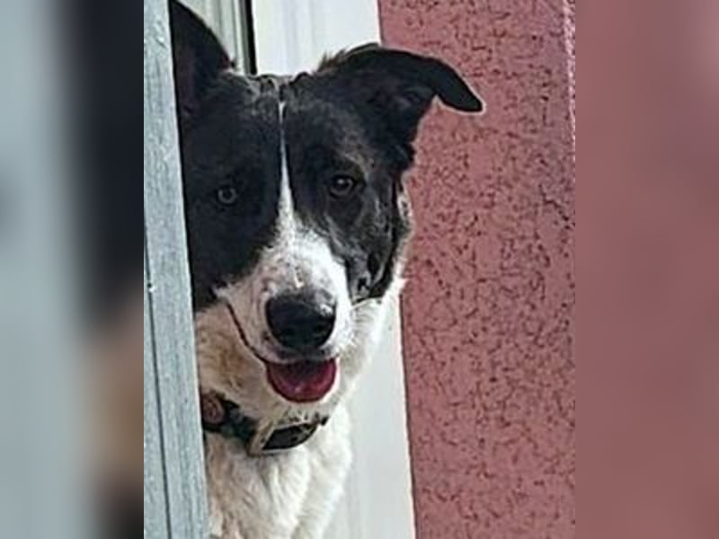 Fioretta - Notfall - 2. Lebensglück gesucht