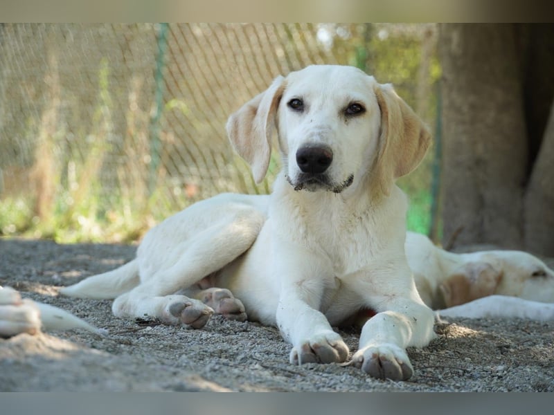 Peppino - (Dringend Zuhause oder Pflegestelle gesucht) Die Welt ist groß, ich will sie mit dir sehen