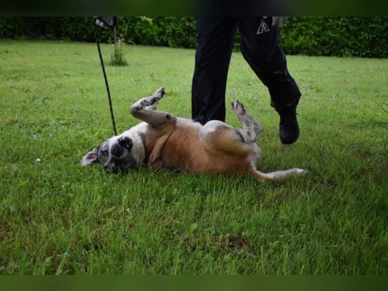 Chucky - Großer Hund sucht großes Herz