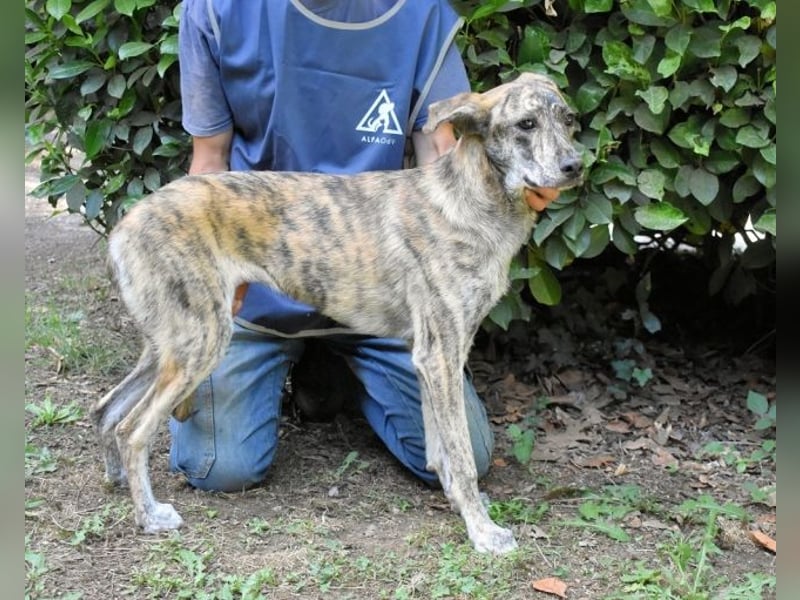 Uladine - hat alles verloren...