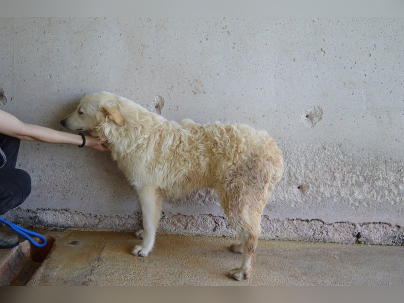 Sadye - Liebevolle Zuwendung....