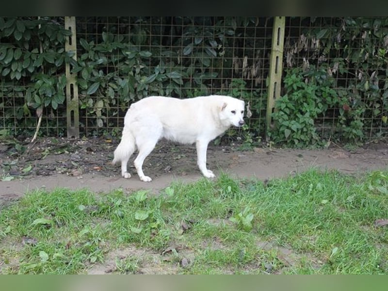 Gea - eine zarte Seele auf der Suche nach ihren Menschen