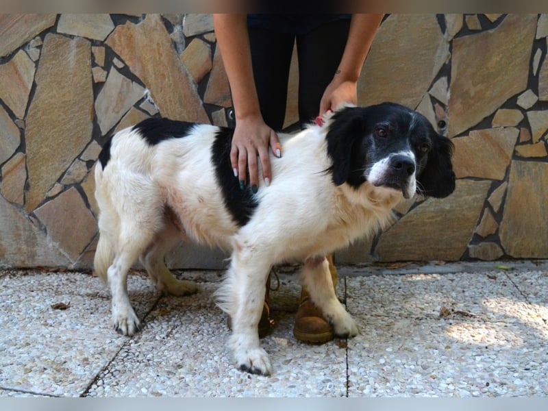 Alarico - Sanfter Gefährte mit gutem Herzen