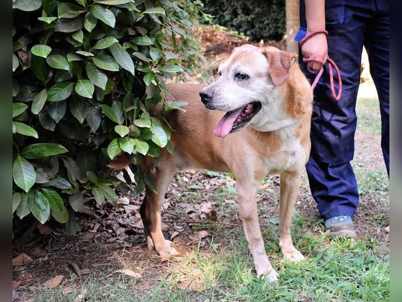 Rinaldo - Gold-Senior sucht dringend Zuhause