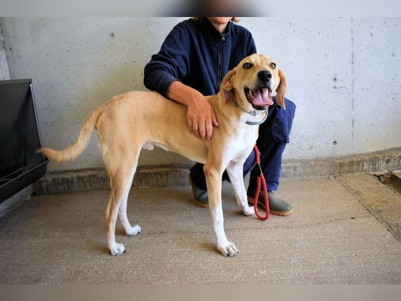 Wiper - Möchte die Welt im Sturm erobern