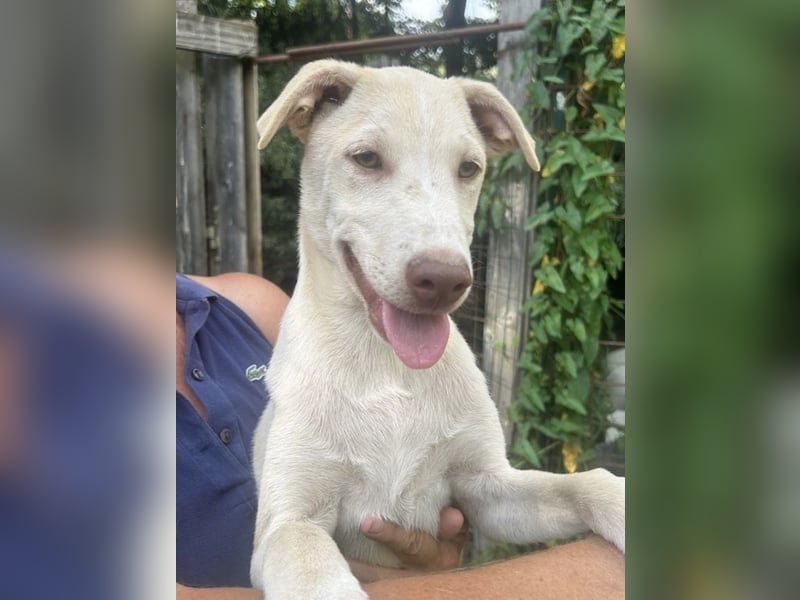 Titanio - (Dringend Pflegestelle oder Zuhause gesucht) Bereit Herzen im Sturm zu erobern