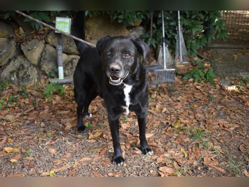 Brogan - Unser Lieblingslabradorpanther - vielleicht bald Ihrer?