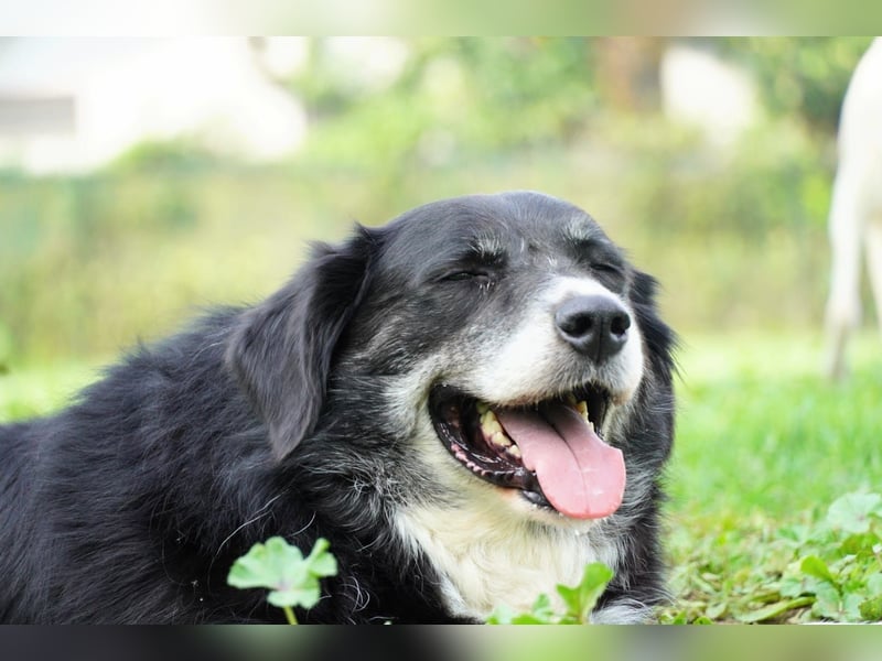 Carmine - Bereit für den Neustart