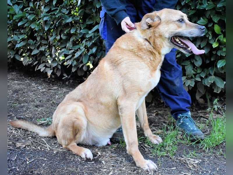 Cesny - Noch ist es nicht zu spät, aber es wird höchste Zeit!