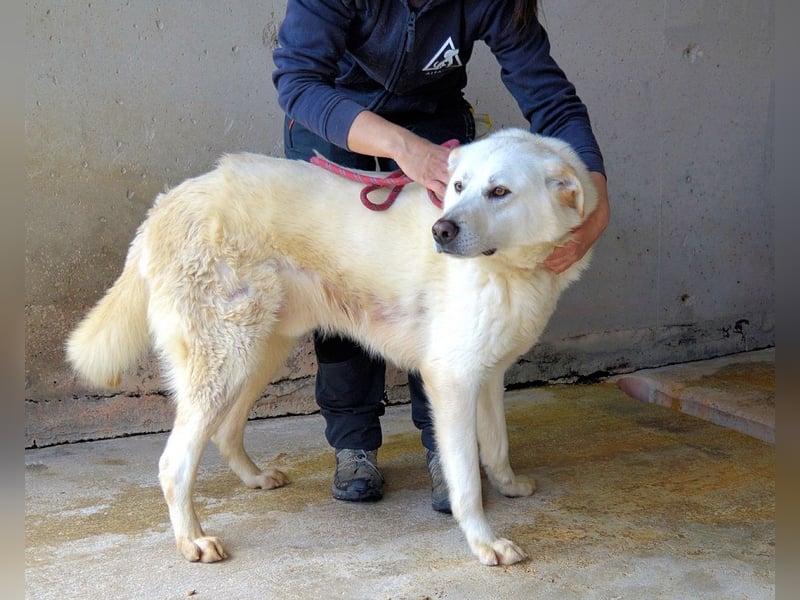 Weeke - Knopfaugen auf der Suche nach einem Lieblingsmenschen