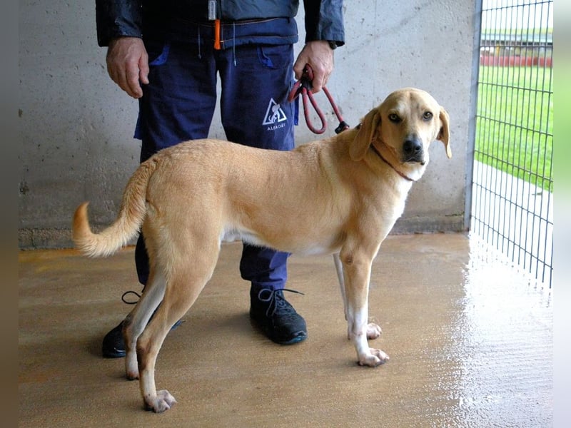 Wiper - Menschisch A1 - Wiper sucht Lehrer