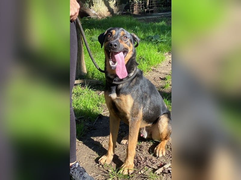 Robin - (Dringend Zuhause oder Pflegestelle gesucht) Ein unbeschriebenes Blatt...