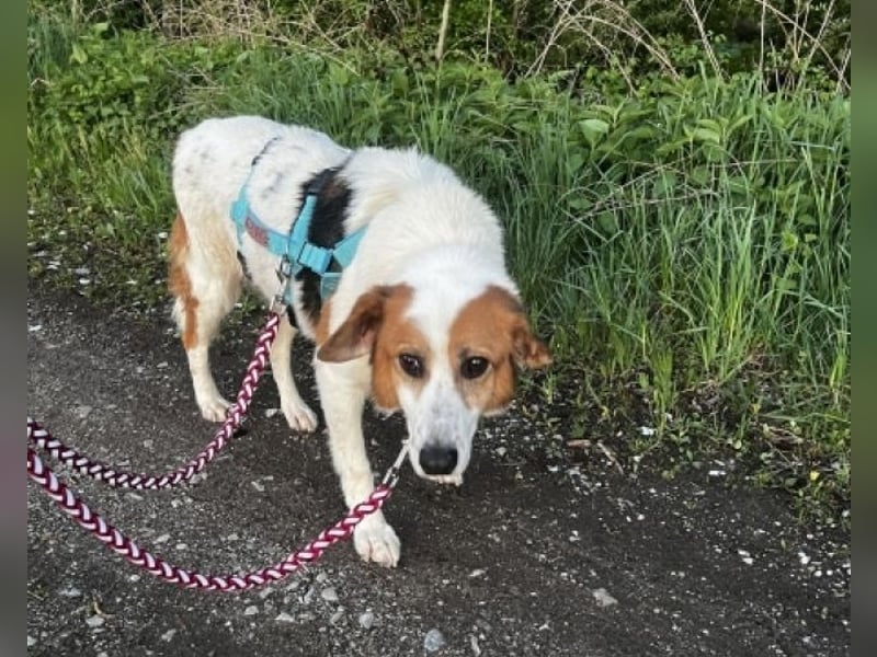 Elpidius - Ein Ziel ohne Plan bleibt nur ein Wunsch