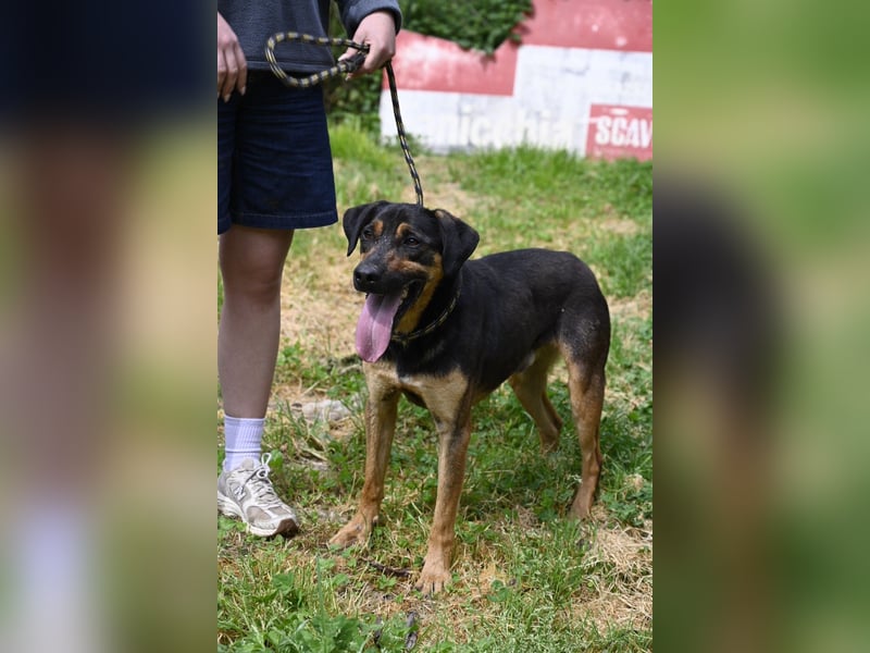 Robin - (Dringend Zuhause oder Pflegestelle gesucht) Ein unbeschriebenes Blatt...