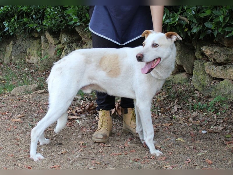 Ludoviko - Gipfelstürmer