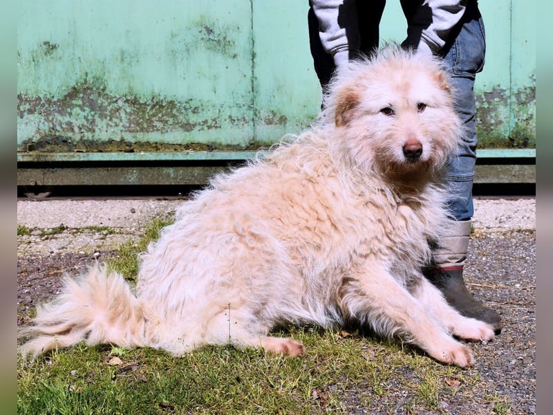 Lynnette - Power-Hündin sucht sportliches Zuhause