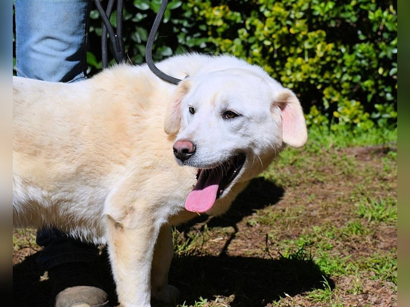 Shipley - Ein riesiges Missverständnis!