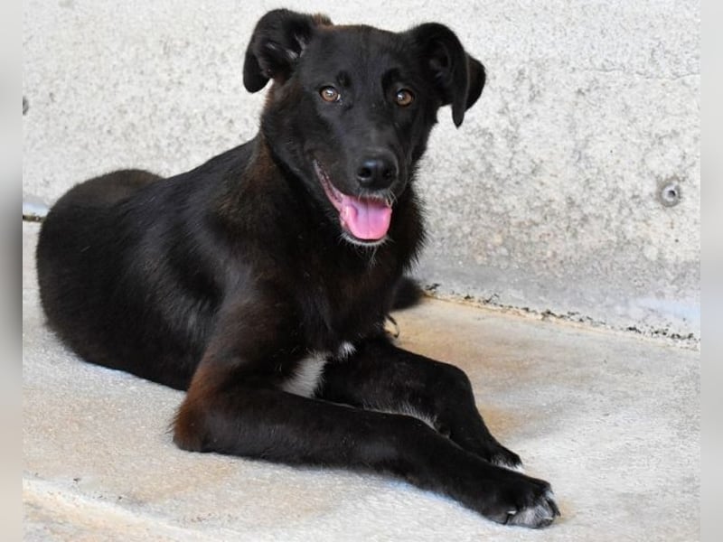 Ouzo - "Und wenn sie nicht weg sind......