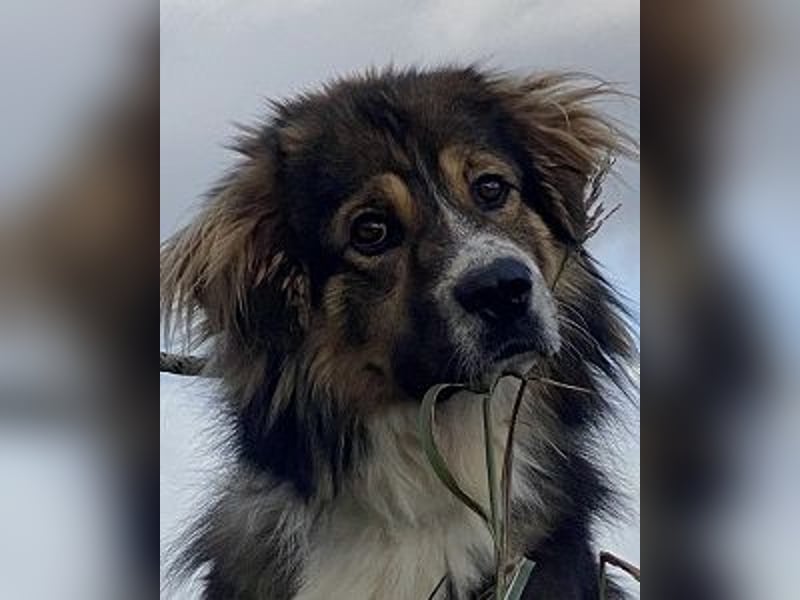 Leo - Leo, Du Löwe, schüttle Deine Mähne!