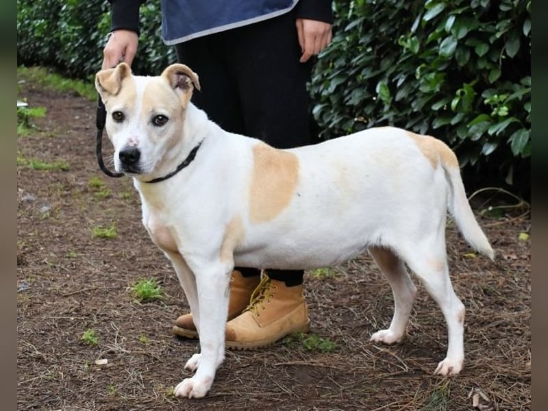 Ivetta - Hat ihr Herz zu verschenken