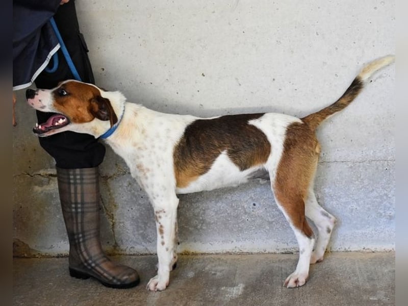 Olli - Quirliges Hundekind braucht dringend Familie