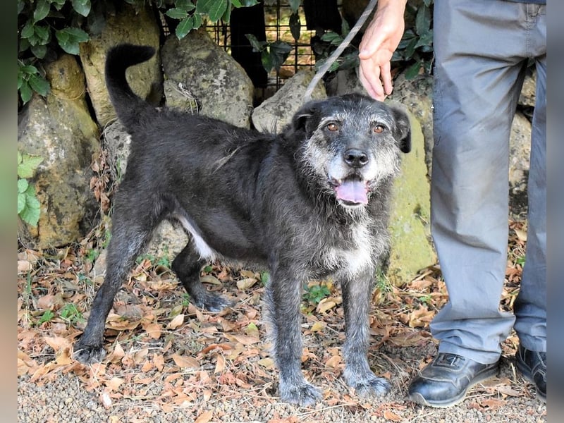 Baldovino - Lieber, großer Kerl fragt: Darf ich zu Dir?