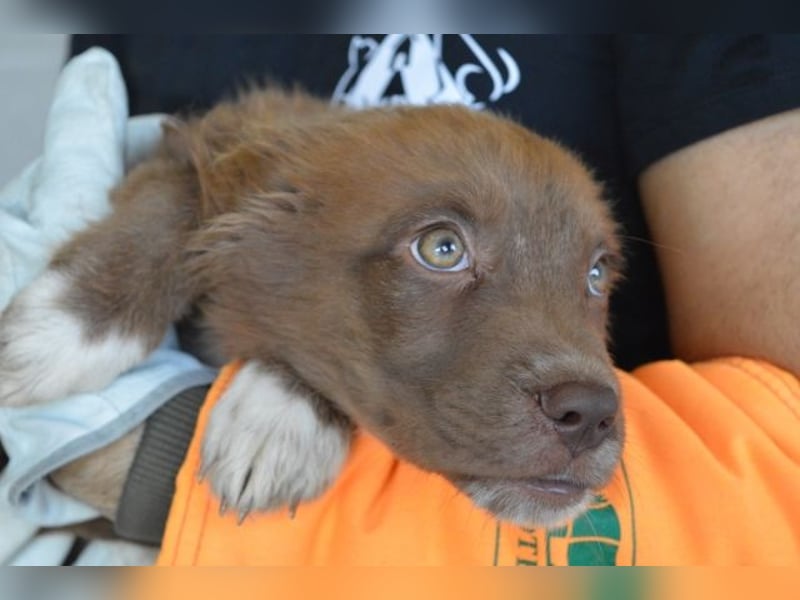 Eurialo - SOS - Dringend Pflegestelle oder neues Zuhause gesucht/Wenn du alles verlierst