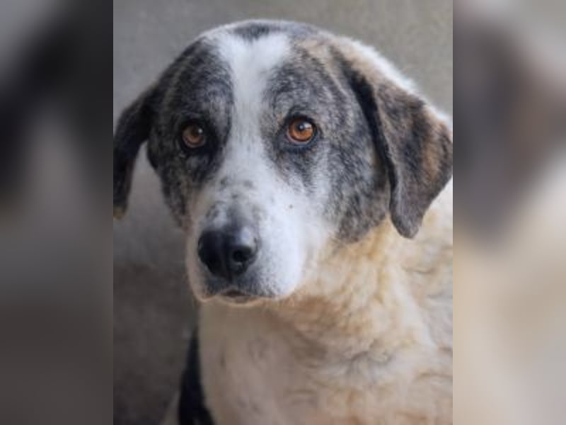Cadden - Was Zeit mit einem Hund macht