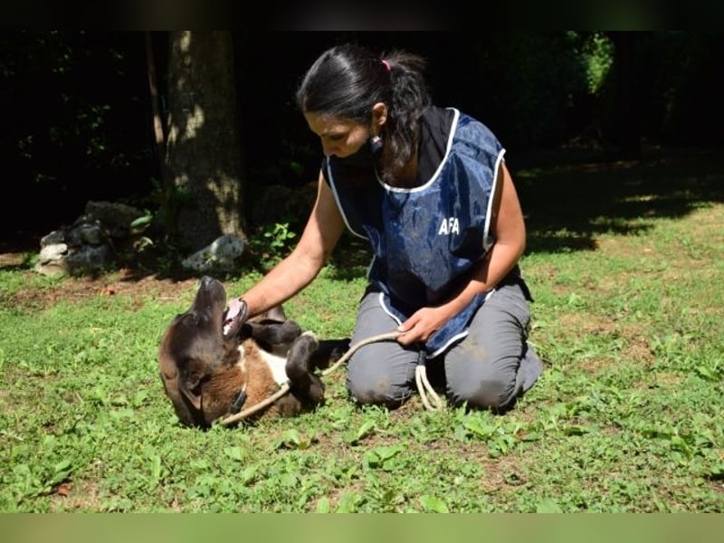 Chufo - ein Energiebündel